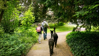 Zwei Personen spazieren mit Alpakas auf einem Waldweg.