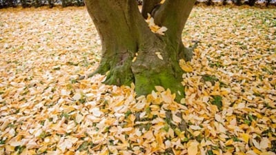 Baumstamm mit herbstlichen Blättern, die den Boden bedecken.