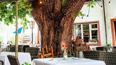 Baum im Freiluftcafé mit Tischen und Stühlen.",