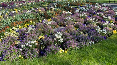 Blumenbeet mit bunten Frühlingsblumen.