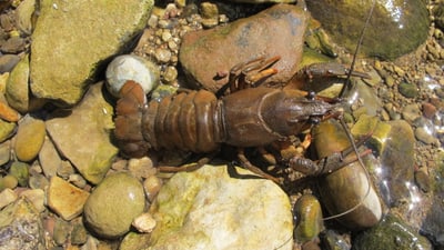 Flusskrebs zwischen Steinen im flachen Wasser.