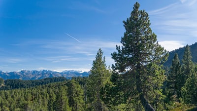 Berglandschaft mit Nadelbäumen und blauem Himmel.