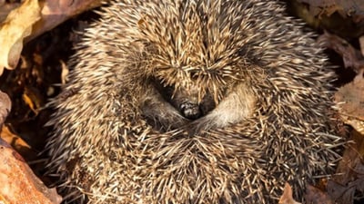 Igel eingerollt in Laub.