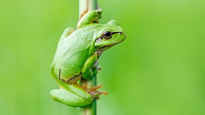 Grüner Frosch auf einem Grashalm.