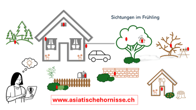 Illustration von Orten mit Hornissennestern an Gebäuden, in der Vegetation an Mauern oder in Schuppen und Briefkästen.