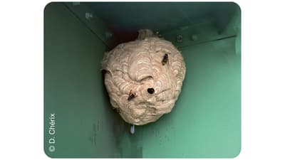 Primärnest der Asiatischen Hornisse in einem Gebäude-Winkel mit Hornissen.