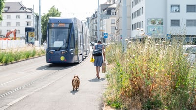 Klimaangepasste Vegetation Zürcherstrasse