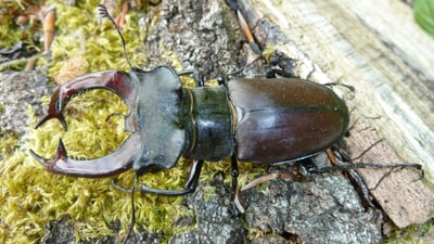 Hirschkäfer auf einem moosbedeckten Baumstamm.