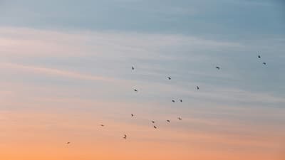 Vögel am Himmel bei Sonnenuntergang.