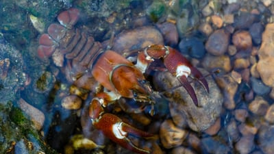 Flusskrebs im klaren Wasser auf Kieselsteinen.