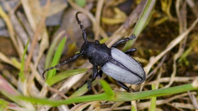 Nahaufnahme eines schwarzen Käfers im Gras.