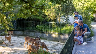 Family trip to Basel Zoo.