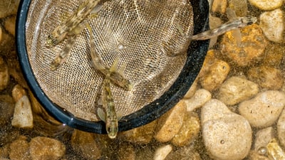 Fische in einem Netz im Wasser mit Steinen.