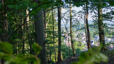 Blick durch einen Wald auf ein Dorf im Tal.