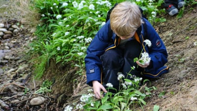 Kind pflückt Bärlauch im Wald.