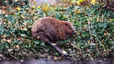Biber sitzt auf Laub am Flussufer.