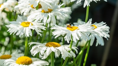 Biene auf Margeritenblüten.