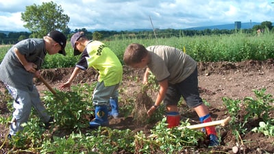 Kinder arbeiten auf einem Feld mit Pflanzen im Freien.",