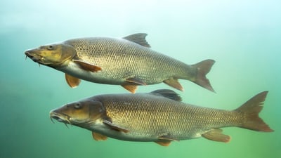 Zwei Barben (Fische) schwimmen unter Wasser.