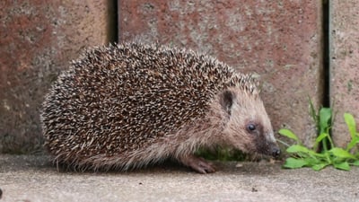 Igel auf dem Gehweg vor einer Ziegelwand.