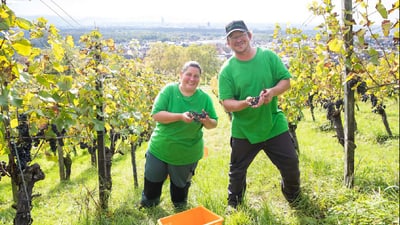 Zwei Personen ernten Trauben auf einem Weinberg.