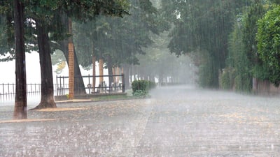 Regen auf Baumallee mit Gehweg.