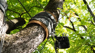 Kamera auf einem Baum montiert mit Baumschutz.