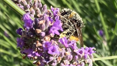 Biene auf Lavendelblüte bestäubt mit Pollen.