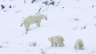 Drei Eisbären im Schnee.