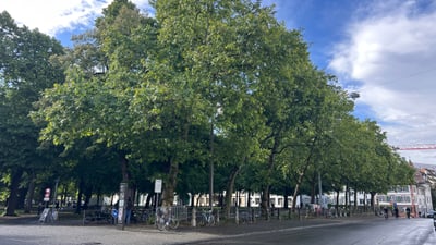 Strasse mit Bäumen und Fahrrädern bei klarem Himmel.