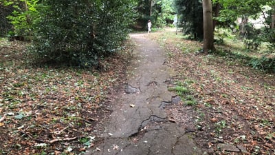 Pfad im Wald mit Laub bedeckt.