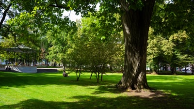 Elisabethenanlage mit grossem Baum und Pavillon.