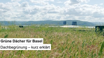 Thumbnail zum Video "Grüne Dächer für Basel". Zu sehen ist ein begrüntes Dach in Basel.