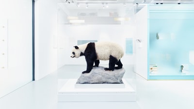 Ausstellungsansicht mit ausgestopftem Pandabär in einer Vitrine in der Mitte des Raumes.