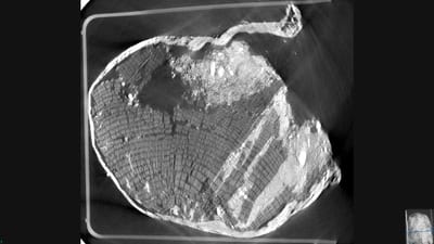 CT-Scan eines Stück Holzes. Die Jahrringe sind gut zu erkennen.