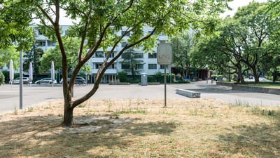 Bei Trockenheit kämpft das Stadtgrün ums Überleben, Blick auf einen Platzi in Basel-Stadt.