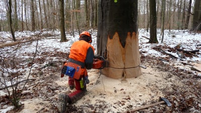 Holzfäller fällt einen grossen Baum im Winterwald.