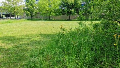 Grüne Wiese mit Bäumen vor einem modernen Gebäude.