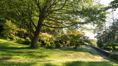 Baum auf dem Friedhof am Hörnli.