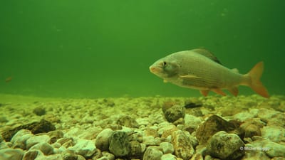 Fisch schwimmt über Kiesboden im grünen Wasser.