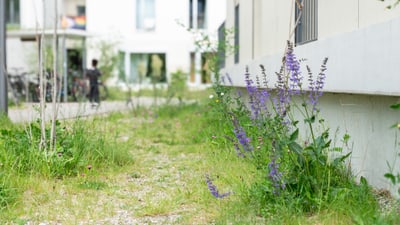 Grünanlage mit lila Blumen neben einem Gebäude.