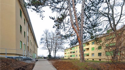 Zwei orange-gelbe Wohnblocks mit grünen Rollläden und dazwischen ein Nadelbaum.