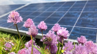 Biene auf lila Blumen vor Solarmodulen.