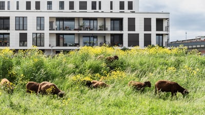 Weidende Schafe im Erlenmattquartier.