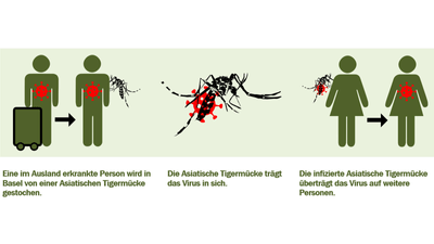 Infografik zeigt Verbreitung des Virus durch Asiatische Tigermücke.