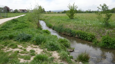 Schmaler Bach mit grünem Ufer.