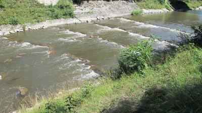 Fluss mit flachem Wasser, Ufervegetation und Brücke im Hintergrund.