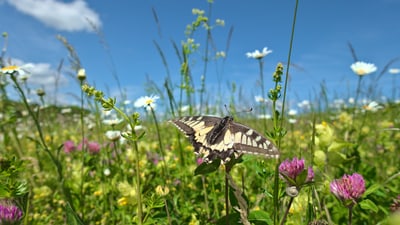 Schwalbenschwanz-Schmetterling auf einer Blume in einer Wiese.