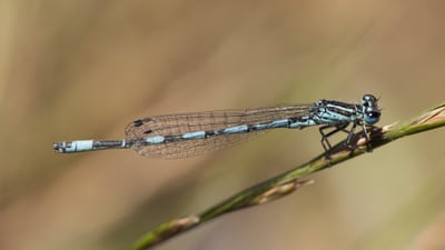 Nahaufnahme einer Libelle auf einem Grashalm.