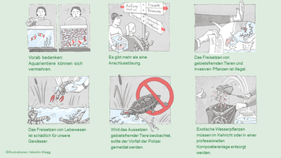 Sechs Illustrationen zu den Gefahren und Regeln des Freisetzens exotischer Pflanzen und Tiere.